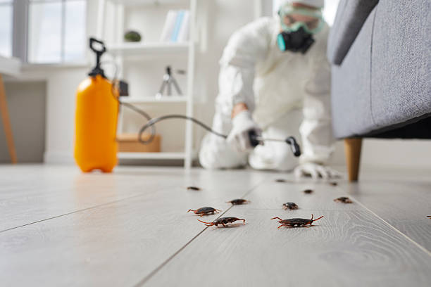 Commercial Kitchen Cockroach Control in Winchester
